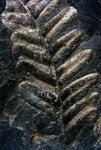 Piesberg Fossilien Farn 300 Millionen Jahre alt, www.osnabrueck-fuehrungen.de,