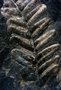 Fossiliensuche mit Farnwedel 300 Millionen Jahre alt